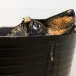 Why All Natural Dog Wipes Are the Only Safe Choice for Your Pup’s Daily Clean