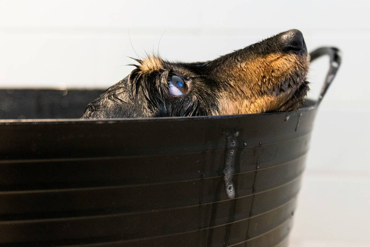 Why All Natural Dog Wipes Are the Only Safe Choice for Your Pup’s Daily Clean